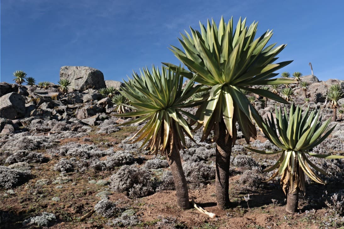 El Parque Nacional de Balé