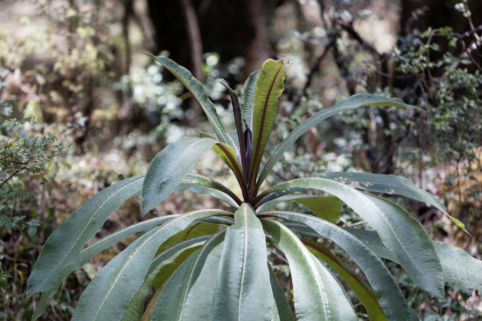 Bosque Nacional de Menagesha